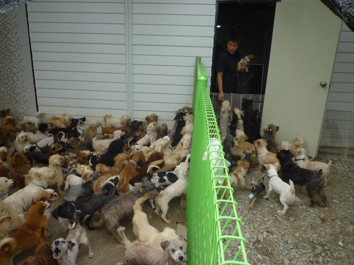 Daejeon City Animal Shelter ARK Shelter Listings